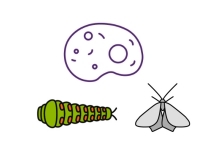 mammalian & insect